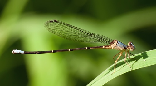 Male, immature
2 July 2011  Floyd